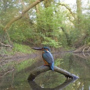 Common Kingfisher (Alcedo atthis) adult male, feeding, with with Three-spined Stickleback (Gasterosteus aculeatus) prey in beak, perched on fallen branch in river habitat, River Alde, Rendham, Suffolk, England, may