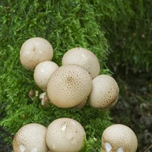 Common Puffball (Lycoperdon perlatum) fruiting bodies, growing amongst moss in woodland, Kings Wood, Challock