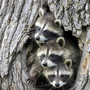 Common Raccoon (Procyon lotor) three young, at den entrance in tree trunk, Minnesota, U. S. A