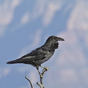 Common Raven at the Grand Canyon North rim, USA