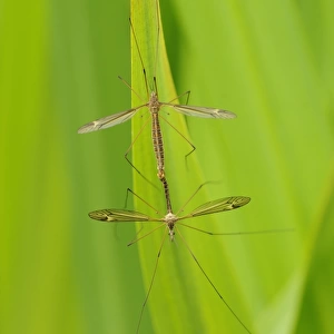 Cranefly (Tipulidae sp. ) adult pair, mating on leaf, Oxfordshire, England, June