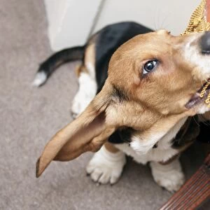 Domestic Dog, Basset Hound, puppy, biting furniture, England, December