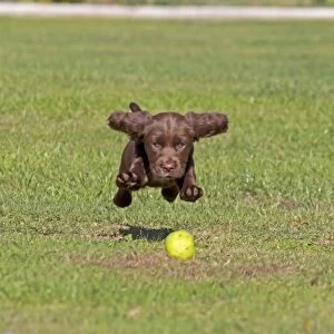 Domestic Dog, English Cocker Spaniel, puppy, pouncing on apple, playing on lawn, Norfolk, England, August