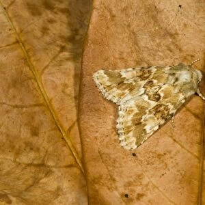 Dusky Sallow Moth (Eremobia ochroleuca) adult, resting on fallen leaf, Norfolk, England, july