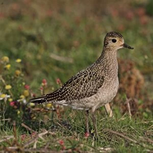 Eurasian Golden Plover (Pluvialis apricaria) immature, first winter plumage, standing in rough coastal grassland