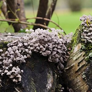 Fairy Inkcap (Coprinellus disseminatus) fruiting bodies, group growing on decaying logs, Sir Harold Hillier Gardens