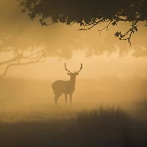 Fallow Deer (Dama dama) buck, silhouetted at dawn during rutting season, Helmingham Hall Deer Park, Suffolk, England, october