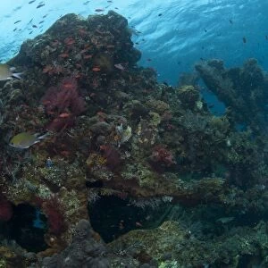 Fish swimming around coral encrusted shipwreck, Liberty Wreck, Tulamben, Bali, Lesser Sunda Islands, Indonesia