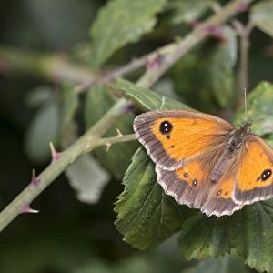 Gatekeeper Butterfly on bramble, Female, July, Suffolk