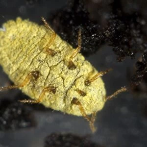 Golden root mealybug, Chryseococcus arecae, on the roots of Corokia macrocarpa and imported New Zealand tree