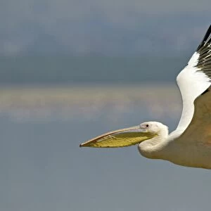 Great White Pelican (Pelecanus onocrotalus) adult, in flight, Lake Nakuru, Kenya