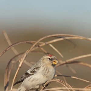 Hornemanns Arctic Redpoll (Carduelis hornemanni hornemanni) immature, first winter plumage
