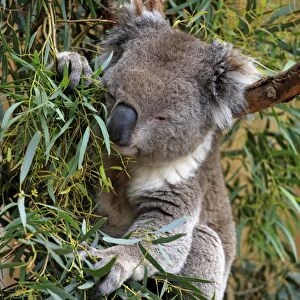 Koala (Phascolarctos cinereus) adult, feeding on eucalyptus leaves in tree, Victoria, Australia, November