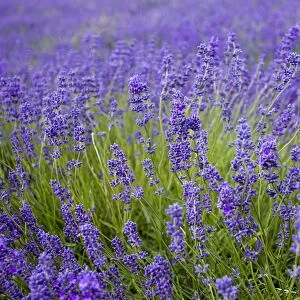 Lavender (Lavandula sp. ) crop, flowering in field, Cotswolds, Gloucestershire, England, june