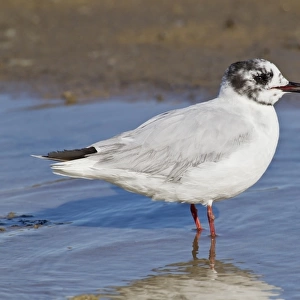 Little Gull Larus minutus adult, in post breeding plumage, standing in shallow water, Camargue, Bouches-du-Rhone