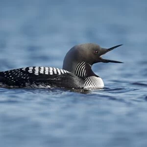 Pacific Diver (Gavia pacifica) adult, breeding plumage, yawning on water, Nunavut, Canada, July