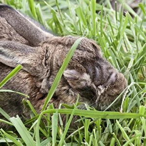 Rabbit with advanced stages of Myxomatosis caused by the Myxoma virus