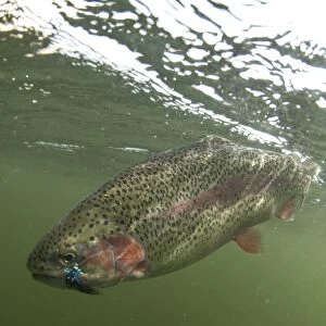 Rainbow Trout (Oncorhynchus mykiss) introduced species, adult, with artificial fishing fly in mouth