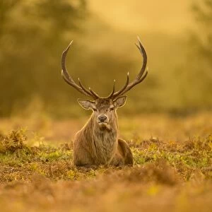 Red Deer (Cervus elaphus) mature stag, resting on ground at dusk, during rutting season, Bradgate Park, Leicestershire