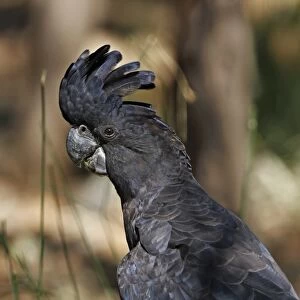 Red-tailed Black-cockatoo (Calyptorhynchus banksii) adult male, close-up of head, Uluru-Kata Tjuta N. P