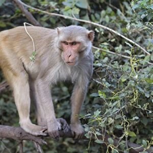 Rhesus Macaque (Macaca mulatta) adult, standing on branch, Keoladeo Ghana N. P. (Bharatpur), Rajasthan, India, March