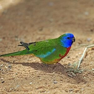 Scarlet-chested Parrot (Neophema splendida) adult male, foraging on ground, South Australia, Australia, November