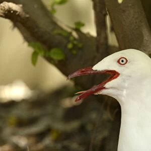 Silver Gull (Larus novaehollandiae) adult, close-up of head, panting, sitting on nest, Queensland, Australia, November