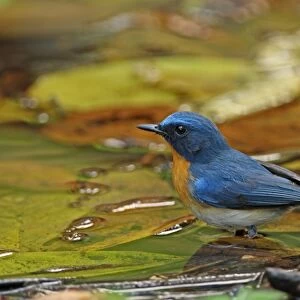 Tickells Blue-flycatcher (Cyornis tickelliae indochina) adult male, standing in forest pool, Kaeng Krachan N. P