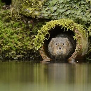 Water Vole (Arvicola amphibius) adult, emerging from drainage pipe, Kent, England, March