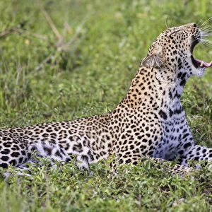 Africa. Tanzania. African leopard (Panthera pardus) yawning in Serengeti NP