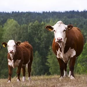 Calf Cow Brown and white Smaland region. Sweden, Europe