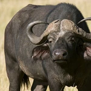 Cape Buffalo (Syncerus