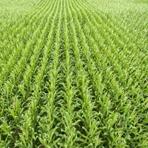 Corn field, Marion County, Illinois