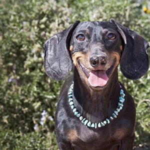 A Dachshund / Doxen smiling with turquoise collar