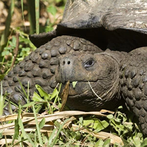 Giant Tortoise at El Rancho Manzanillo (Giant Tortoise Reserve), highlands of Santa Cruz Island