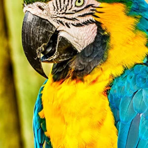 Macaw Parrot (Ara ararauna)