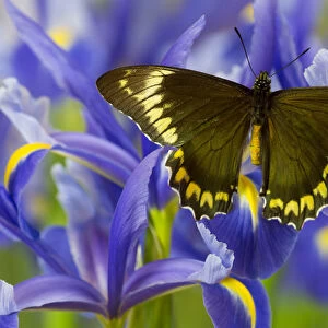 Madyes Swallowtail Butterfly, Battus madyes buechi wings open