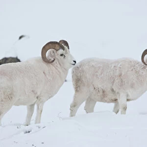 A pair of dall sheep rams look up from grazing on frozen grasses and sedges under