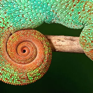 Lizards Collection: Chameleons