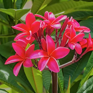 Red frangipani plumeria, Waikiki, Honolulu, Hawaii