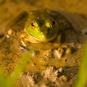 United States, Virginia, Fairfax, Huntley Meadows Green bullfrog sitting shallow water