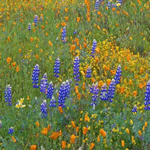 USA, California, Coast Range Mountains, Lush spring bloom of California poppy, goldfields