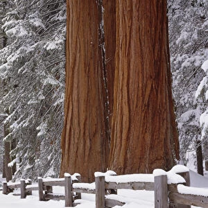 USA, California, Winter, Three Sequoia Trees and Fence, Sequoia and Kings Canyon