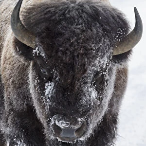 USA, Yellowstone, bison