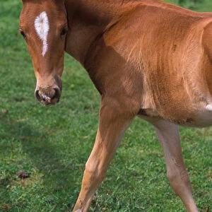 Young colt walking through a green pasture