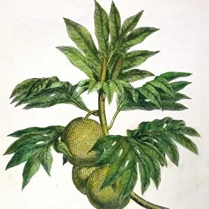 CAPTAIN COOK: BREADFRUIT. The Tahitian Breadfruit. Line engraving from Captain James Cooks Account of a Voyage Round the World in the Years 1768-71, London, 1773