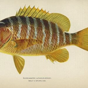 FISH: SCHOOLMASTER. Schoolmaster snapper (Lutjanus apodus). Lithograph by Julius Bien & Co