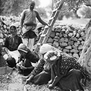 PALESTINE: GATHERING OLIVES. Women gathering olives from the ground in Palestine