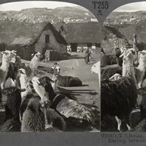 PERU: LLAMAS, c1910. Llamas, S. American cousins of the camel, resting between journeys