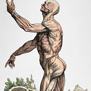 Second plate of the Muscles. Color woodcut from the second book of Andreas Vesalius De Humani Corporis Fabrica, published in 1543 at Basel